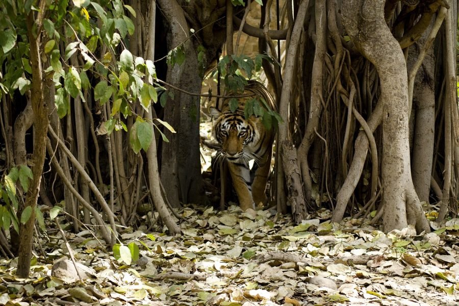 Golden Triangle and Wildlife Safari